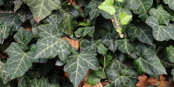 사람없음 JPG 포토 해외이미지 그리너리 내추럴 백그라운드 상록수 식물 아이비 잎 자연 질감 초록색 패턴 표면 해외202004 해외포토