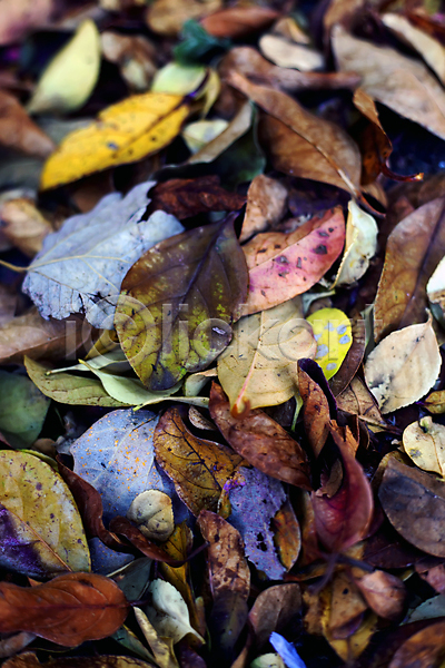 건조 사람없음 JPG 포토 해외이미지 가을(계절) 갈색 계절 고립 내추럴 노란색 디자인 백그라운드 빨간색 식물 쌓기 야외 오렌지 잎 자연 장식 추상 컬러풀 해외202004 황금 흙더미 흰색
