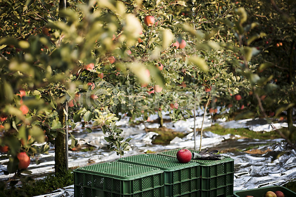 사람없음 JPG 아웃포커스 포토 가을(계절) 과수원 과일 나무 사과 사과나무 사과박스 상자 안동 야외 주간