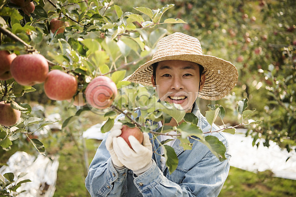 30대 남자 성인 성인남자한명만 한국인 한명 JPG 아웃포커스 앞모습 포토 가을(계절) 과수원 과일 나무 농부 만지기 사과 사과나무 상반신 서기 소상공인 수확 안동 야외 웃음 주간
