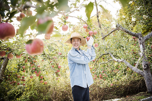 30대 남자 성인 성인남자한명만 한국인 한명 JPG 아웃포커스 옆모습 포토 가을(계절) 과수원 과일 과일따기 나무 사과 사과나무 상반신 서기 수확 안동 야외 웃음 주간