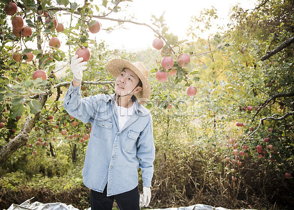 30대 남자 성인 성인남자한명만 한국인 한명 JPG 아웃포커스 앞모습 포토 가을(계절) 과수원 과일 나무 사과 사과나무 상반신 서기 수확 안동 야외 응시 주간