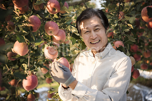 60대 남자 노년 노인남자한명만 한국인 한명 JPG 아웃포커스 앞모습 포토 가을(계절) 과수원 과일 나무 농부 만지기 사과 사과나무 상반신 서기 소상공인 수확 안동 야외 웃음 주간