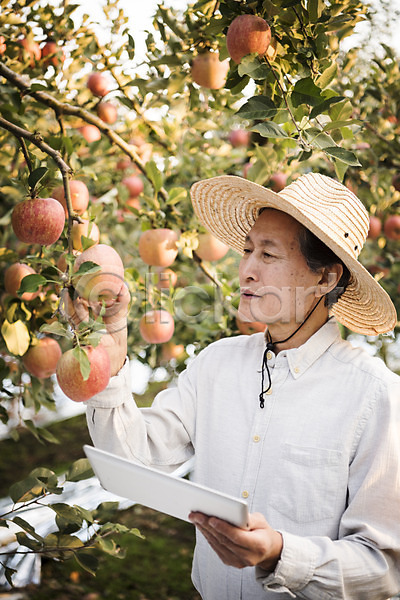 60대 남자 노년 노인남자한명만 한국인 한명 JPG 아웃포커스 앞모습 포토 가을(계절) 과수원 과일 나무 농부 들기 만지기 사과 사과나무 상반신 서기 소상공인 수확 안동 야외 응시 주간 태블릿