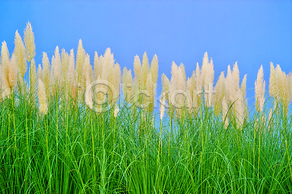 성장 사람없음 JPG 포토 해외이미지 갈대(식물) 건강 식물 여름(계절) 잎 초록색 파란색 하늘 해외202004 환경
