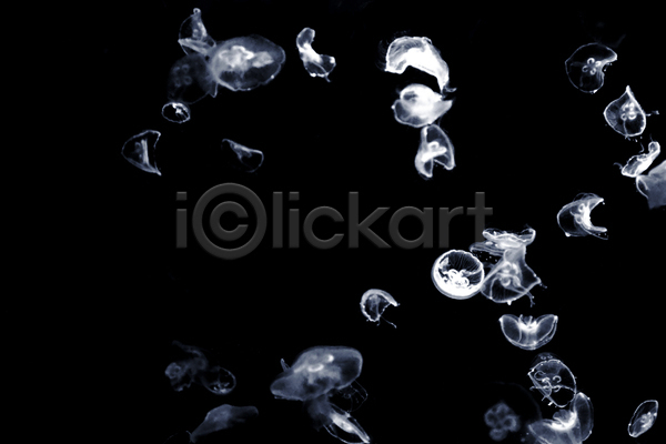 사람없음 JPG 포토 해외이미지 바닷속 수중동물 여러마리 자포동물 해외202004 해파리 흰색