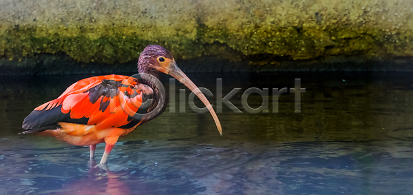 활발 남자 사람없음 여자 청소년 JPG 포토 해외이미지 강렬 계산서 깃털 나무 동물 동물원 머리 물 미국 반려동물 빨간색 새장 앉기 얼굴 이국적 인기 조류 종류 진홍색 컬러풀 큼 해외202004 해외포토