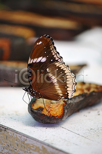 사람없음 JPG 포토 해외이미지 곤충 그림 나비 동물 동물상 자연 태국 해외202004