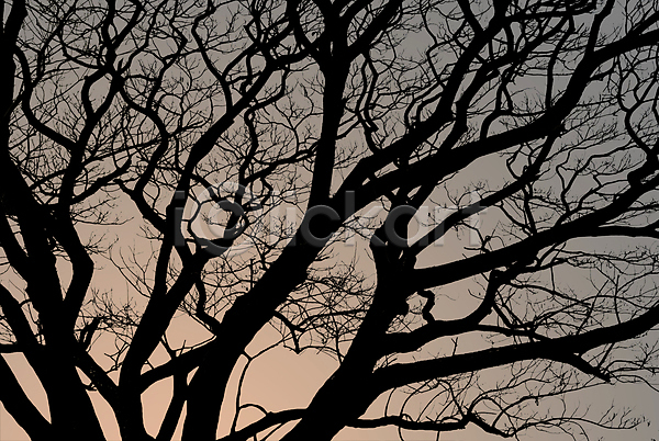 새로움 신선 동양인 사람없음 JPG 실루엣 포토 해외이미지 가을(계절) 검은색 계절 나무 나뭇가지 내추럴 맑음 백그라운드 봄 식물 아시아 여행 자연 장면 정원 초록색 컬러풀 하늘 해외202004