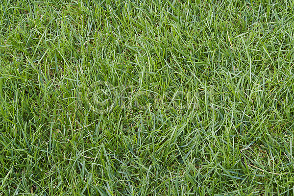 신선 침묵 사람없음 JPG 포토 해외이미지 골프 넘어짐 놀이터 농업 농장 땅 밭 시골 식물 잎 자연 잔디 장면 초록색 해외202004 환경