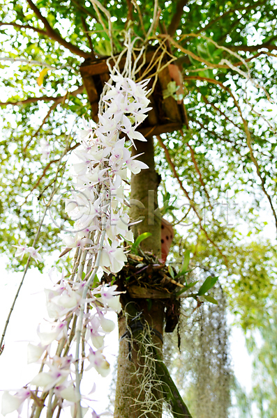 활발 사람없음 JPG 포토 해외이미지 꽃 나무 나뭇가지 난초 멀티 숲 식물 아시아 야생동물 야외 열대우림 잎 자연 지역 초록색 태국 해외202004 황무지