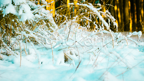 즐거움 추위 사람없음 JPG 포토 해외이미지 겨울 겨울풍경 계절 나뭇가지 동화 미술 백그라운드 백발 새해 서리 야외 얼음 질감 추상 크리스마스 크리스마스카드 풍경(경치) 해외202004 해피뉴이어 휴가 흰배경 흰색