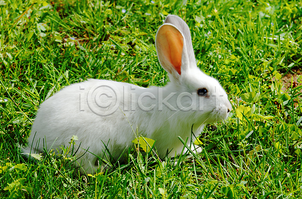 사람없음 JPG 포토 해외이미지 앉기 야외 잔디 주간 토끼 한마리 흰토끼