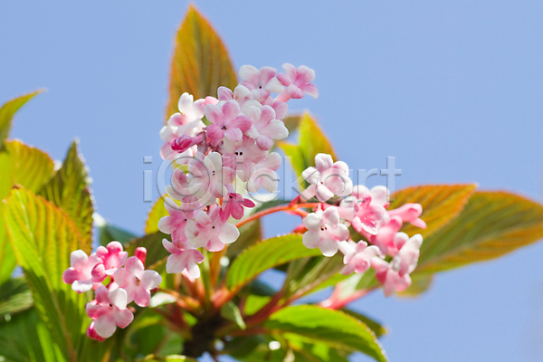사람없음 JPG 포토 해외이미지 4월 가로 개화 꽃 나뭇가지 눈덩이 봄 분홍색 빛 파란색 하늘 해외202004 햇빛