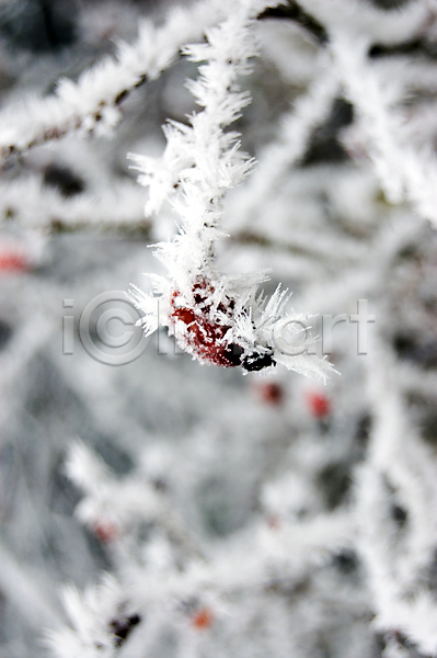 사람없음 JPG 포토 해외이미지 겨울 계절 공원 나무 날씨 빨간색 서리 슬로바키아 안개 열매 타운 해외202004