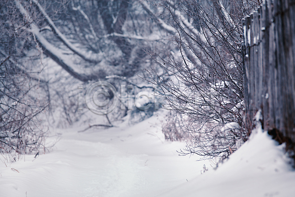 사람없음 JPG 포토 해외이미지 1월 겨울 나무 나뭇가지 도로 마을 벨로루시 서리 시골 안개 울타리 자작나무 풍경(경치) 해외202004 흰색
