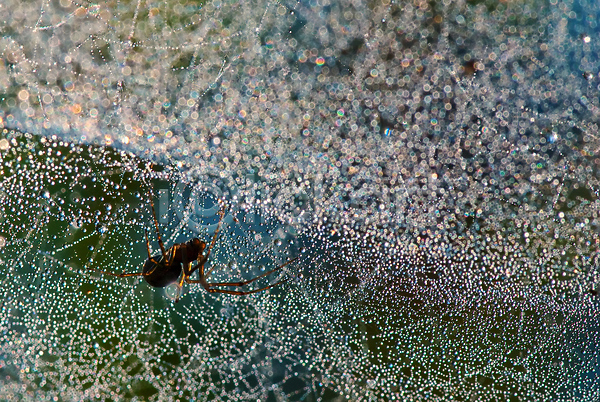 떨어짐 사람없음 JPG 포토 해외이미지 거미 거미줄 물방울 웹 해외202004