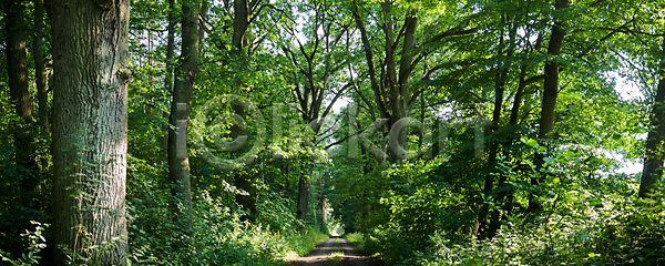 따뜻함 침묵 평화 사람없음 JPG 실루엣 포토 해외이미지 계절 공원 구름 그림자 나무 내추럴 노란색 밭 백그라운드 빛 빨간색 새벽 수평선 숲 식물 야외 여름 여행 오렌지 일몰 일출 자연 장면 저녁 초록색 태양 파란색 풍경 하늘 해외202004 해외포토 햇빛 환경 황금 황혼 휴가