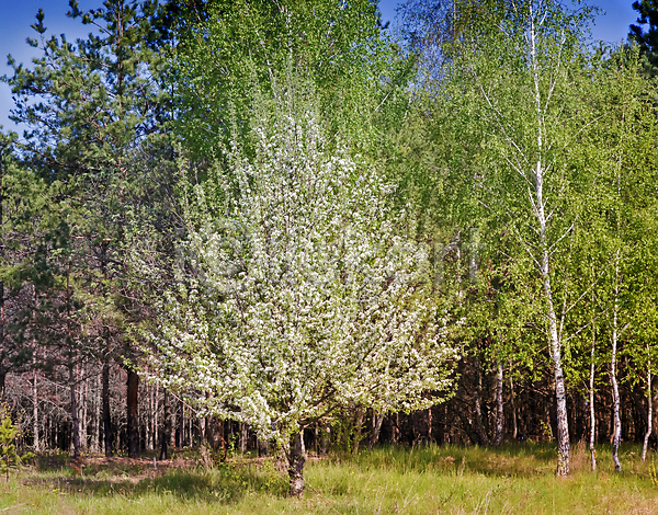 사람없음 JPG 포토 해외이미지 계절 나무 내추럴 밭 봄 소나무 숲 식물 아침 잎 자연 자작나무 컬러풀 풍경(경치) 해외202004