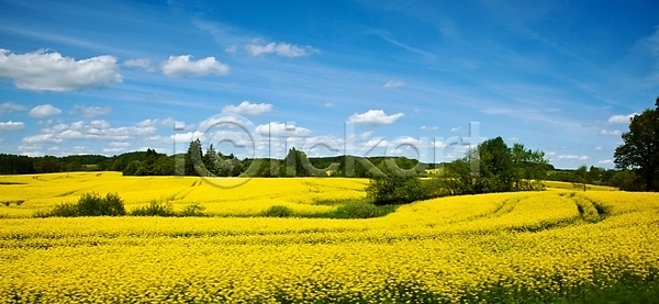 성장 사람없음 JPG 포토 해외이미지 구름 꽃 내추럴 노란색 농경지 농업 농작물 농장 땅 맑음 밭 밭일 세련 시골 야외 언덕 여름 여행 자연 카놀라 폴란드 풍경 하늘 해외202004 해외포토
