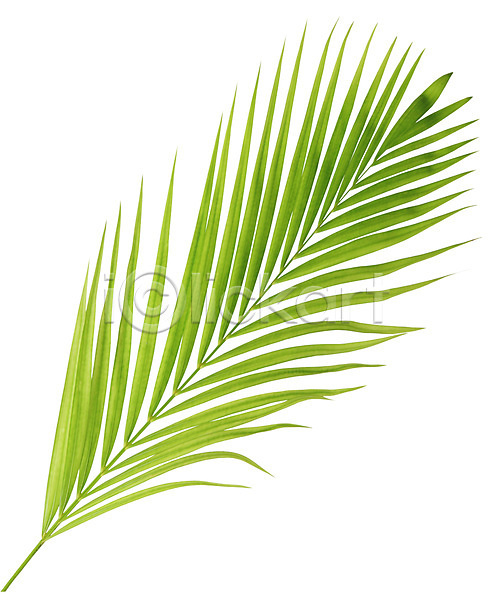 성장 사람없음 JPG 포토 해외이미지 고립 곡선 나무 나뭇가지 내추럴 백그라운드 부분 손바닥 숲 식물 오브젝트 잎 자연 초록색 코코넛 해외202004 흰색