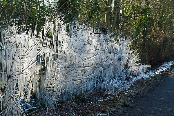 추위 사람없음 JPG 포토 해외이미지 겨울 계절 고드름 나무 나뭇가지 날씨 냉동 도로 물 시골 얼음 해외202004 햇빛
