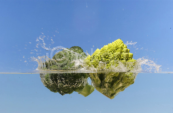 사람없음 JPG 포토 농작물 물 백그라운드 브로콜리 브루커리 스튜디오촬영 식물 식재료 웰빙 유기농 채소
