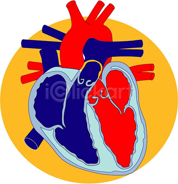 사람없음 EPS 일러스트 순환기관 신체 심장 심장모형 심장해부도 염통 오브젝트 의료용품 의학 인체모형 장기(의학) 치료 클립아트 해부