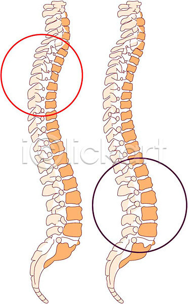 사람없음 EPS 아이콘 근골격기관 뼈 오브젝트 의료용품 인체모형 장기(의학) 척추 척추모형 척추해부도 해부