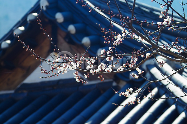 사람없음 JPG 포토 건축 계절 고건축 기와 기와집 꽃 나무 매화 봄 봄꽃 사찰 식물 야외 자연 주간 한국 한옥