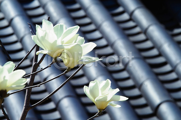 사람없음 JPG 포토 건축 계절 고건축 기와 꽃 나뭇가지 목련 봄 봄꽃 식물 야외 자연 주간 흰색