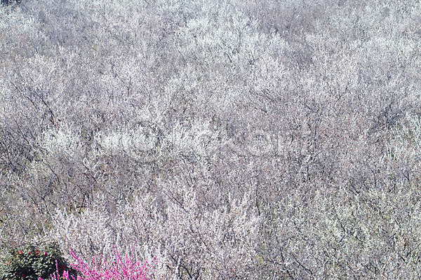 사람없음 JPG 포토 계절 꽃 나무 매화 백그라운드 봄 봄꽃 식물 야외 자연 주간 초원(자연) 풍경(경치)