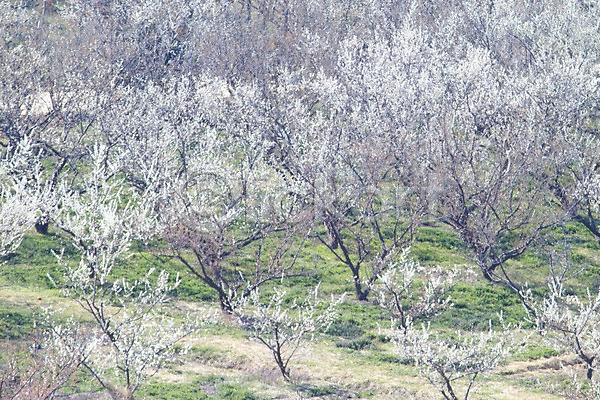 사람없음 JPG 포토 계절 꽃 나무 매화 배꽃 백그라운드 봄 봄꽃 식물 야외 자연 주간 초원(자연) 풍경(경치)
