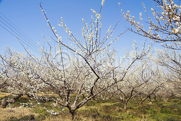 사람없음 JPG 포토 계절 꽃 나무 매화 배경화면 배꽃 백그라운드 봄 봄꽃 식물 야외 자연 주간 초원(자연) 풍경(경치) 하늘