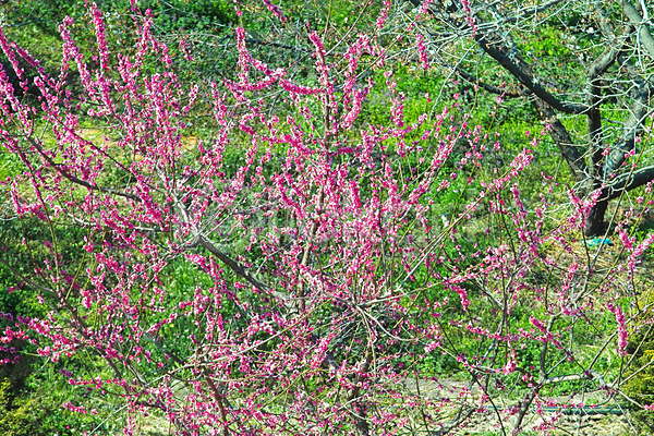 사람없음 JPG 포토 계절 꽃 나무 매화 백그라운드 봄 봄꽃 식물 야외 자연 주간 초원(자연) 풍경(경치) 홍매화