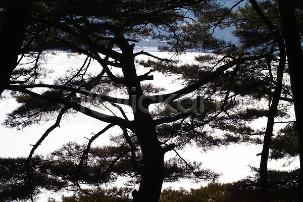 사람없음 JPG 포토 겨울 계절 나무 배경화면 백그라운드 사계절 소나무 식물 야외 자연 주간 풍경(경치)