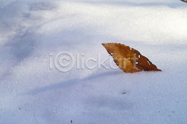 사람없음 JPG 포토 겨울 계절 낙엽 눈(날씨) 백그라운드 사계절 산정호수 식물 야외 잎 자연 자연현상 주간 풍경(경치)