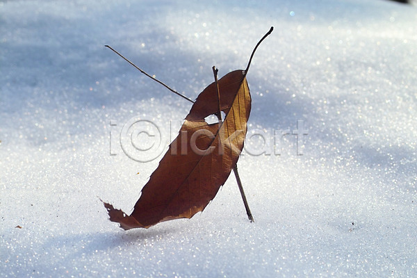 사람없음 JPG 포토 겨울 계절 낙엽 눈(날씨) 백그라운드 사계절 산정호수 식물 야외 잎 자연 자연현상 주간 풍경(경치)