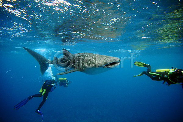 사람없음 JPG 포토 해외이미지 고래 다이빙 동물 동물상 몰디브 물 바다 사진사 상어 야생동물 어류 자연 잠수부 카메라 파란색 해외202004