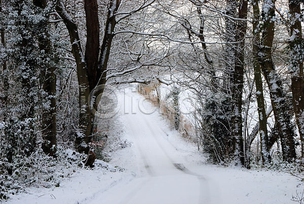 추위 사람없음 JPG 포토 해외이미지 겨울 계절 길 나무 눈보라 도로 얼음 영국 울타리 잉글랜드 해외202004