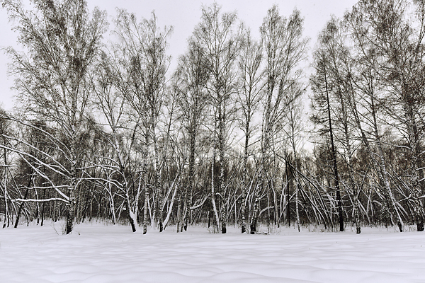 새로움 추위 사람없음 JPG 포토 해외이미지 검은색 겨울 계절 공원 나무 나뭇가지 날씨 내추럴 냉동 눈내림 러시아 목재 방법 백그라운드 서리 숲 시골 야외 얼음 여행 연도 자연 장면 지역 풍경(경치) 하늘 해외202004 황무지 흰색