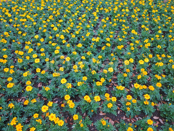 성장 신선 사람없음 JPG 포토 해외이미지 개화 꽃 꽃무늬 꽃잎 노란색 식물 잎 자연 정원 초록색 해외202004
