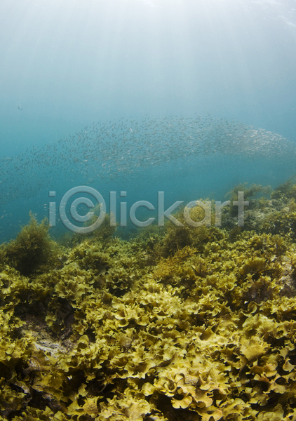 사람없음 JPG 포토 해외이미지 다시마 동물 멕시코 물 바다 백그라운드 산호 소금 소금물 수중 암초 어류 자연 태평양 풍경(경치) 해외202004