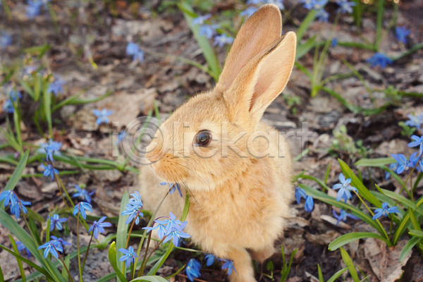 사람없음 JPG 포토 해외이미지 꽃 낙엽 야외 주간 토끼 한마리