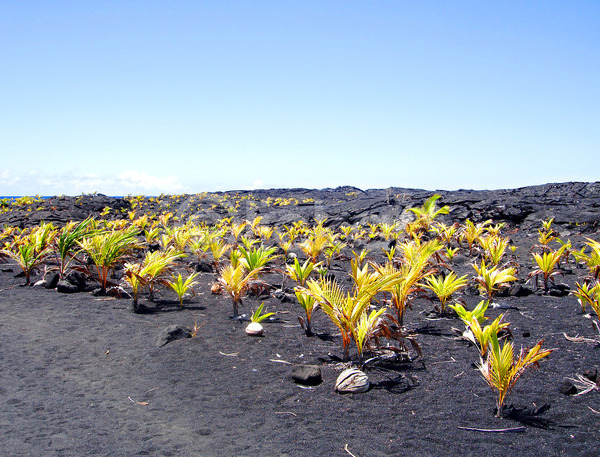 새로움 흐름 희망 사람없음 JPG 포토 해외이미지 검은색 교체 나무 농업 농장 만 모래 부활 섬 숲 용암 작음 지역 코코넛 큼 풍경(경치) 하와이 해외202004 환경