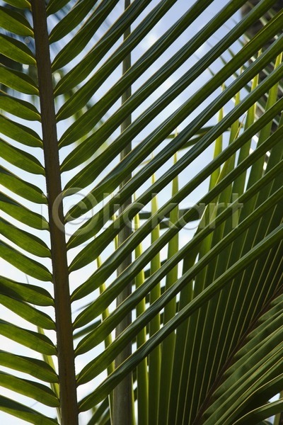 사람없음 JPG 포토 해외이미지 나무 닫기 미국 사진촬영 세로 손바닥 식물 야외 잎 자연 하와이 해외202004