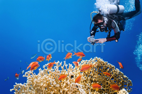 사람없음 JPG 포토 해외이미지 사진사 산호 식물 암초 어류 자연 해외202004