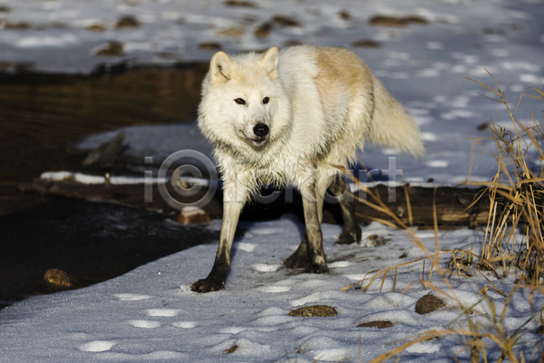 사람없음 JPG 포토 해외이미지 늑대 서기 야생동물 야외 주간 한마리 해외202004