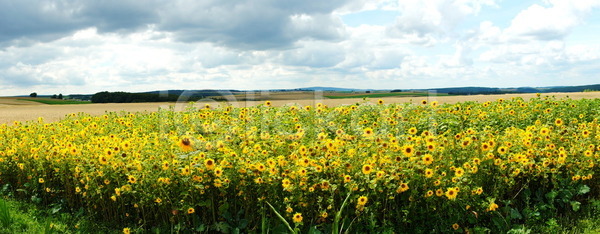 사람없음 JPG 포토 해외이미지 꽃 꽃잎 노란색 독일 밭 여름 자연 파노라마 해바라기 해외202004 해외포토