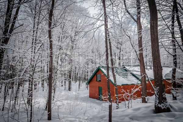 신선 추위 사람없음 JPG 포토 해외이미지 겨울 계절 깊이 나무 날씨 단풍 산책로 숲 야외 양동이 얼음 자연 주택 지붕 초록색 캐나다 트랙 파란색 판잣집 해외202004 황무지 흰색